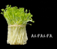 /album/super-foods/alfalfa-png/